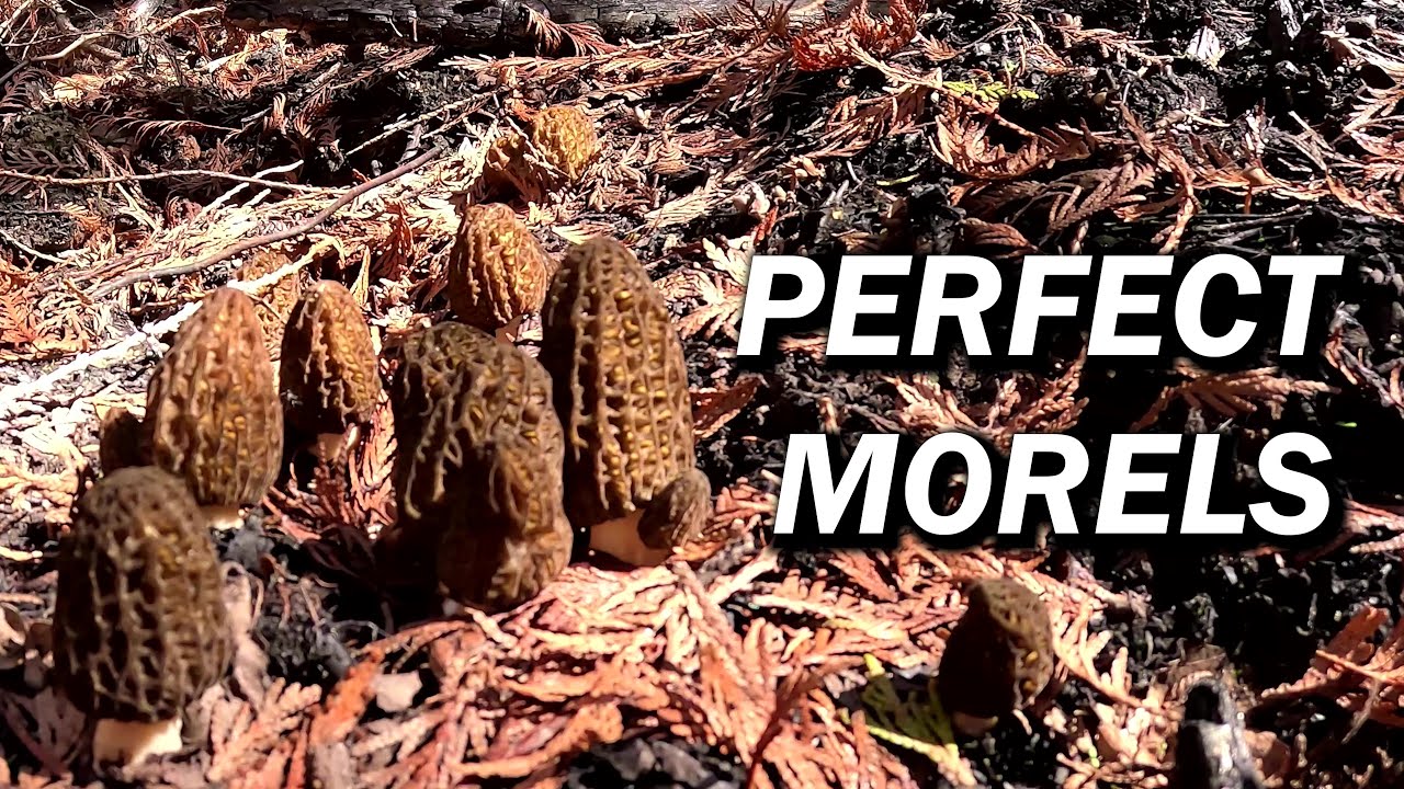 Beautiful Morel Mushrooms Thriving with Western Red Cedar Trees