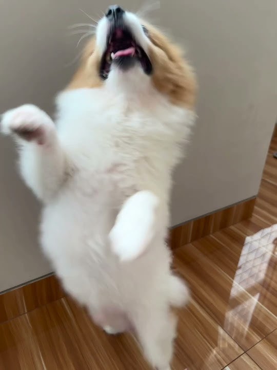 Musiiikkk, Jogettt Aseekk😄#joget#aseek#dog#pets#funny#dance #cutedog#pomeranian#puppy#anjinglucu