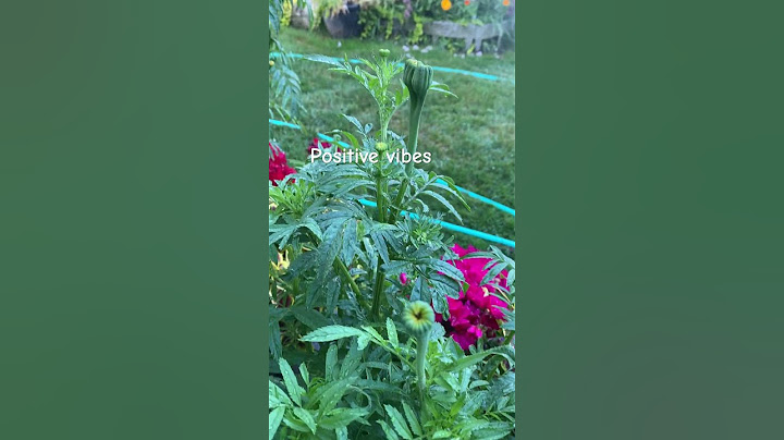 Marigolds #dailyvlog #flowergarden #mygarden #marigold