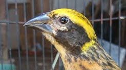 Poto Ciri Ciri Burung Manyar Kelapa Jantan Betina Muda Free