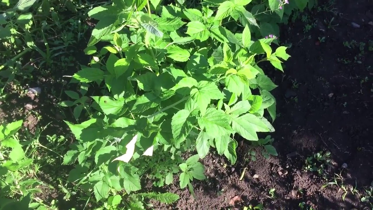 Minute Gardening - Is it a Weed?! - YouTube