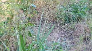 Yellow baboon close-up on Majete Wildlife Reserve Camera 2 5/23/2026