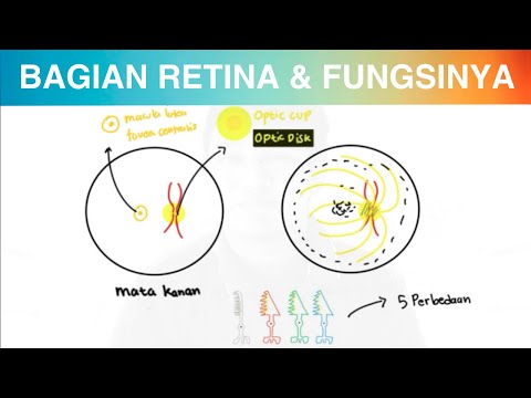 Video: Adakah reseptor dalam retina yang memproses maklumat tentang warna?