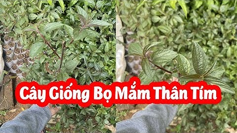 Cây Giống Bọ Mắm(Dòi Thân Tím) Ở Đâu