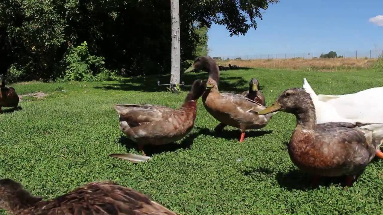 Feeding Ducks At The Park For Nikki YouTube feeding-ducks-at-the-park-for-nikki-youtube