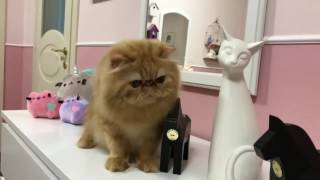 My lion by Welcome Cattery 61 views 7 years ago 36 seconds