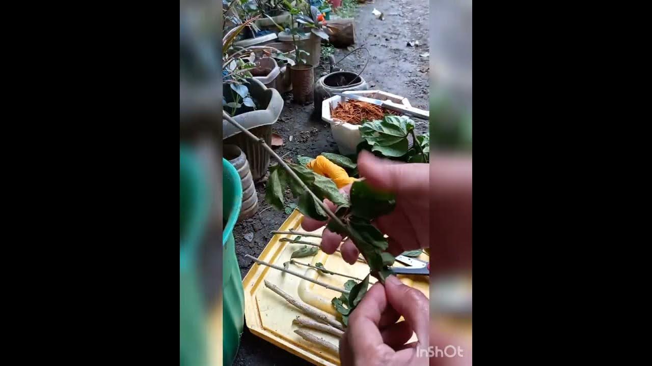 how plant gumamela hibiscus from cuttings latest way to grow hibiscus