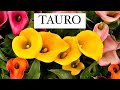 TAURO- OBSERVA A TU ALREDEDOR… 👀 ¡TE SORPRENDERÁ LO QUE VERÁS!😲🫢
