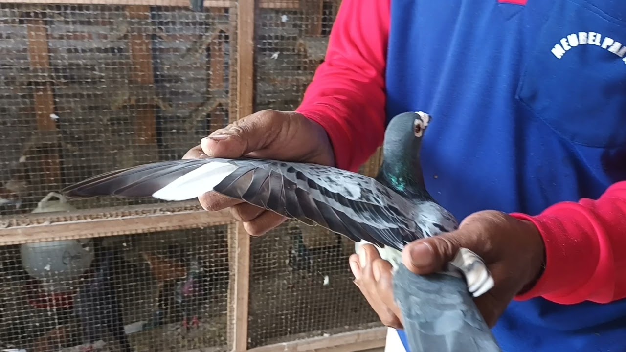 Mengenal Ciri ciri Merpati POS. Subcribe like share yook.