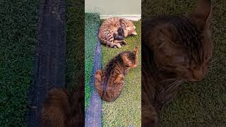 Babası Onu Bekliyor Annesi Hanimiş🤗