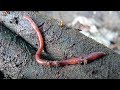 How to Vermicompost: The Simplest Worm Farm You Can Build