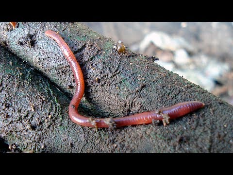 How to Vermicompost: The Simplest Worm Farm You Can Build