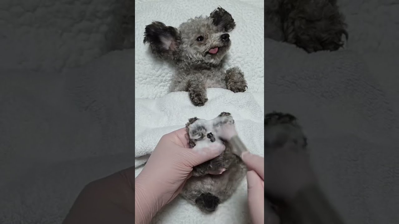 홈케어 VID 단풍