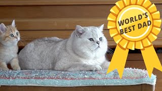 British shorthair daddy Apollo playing with his kids