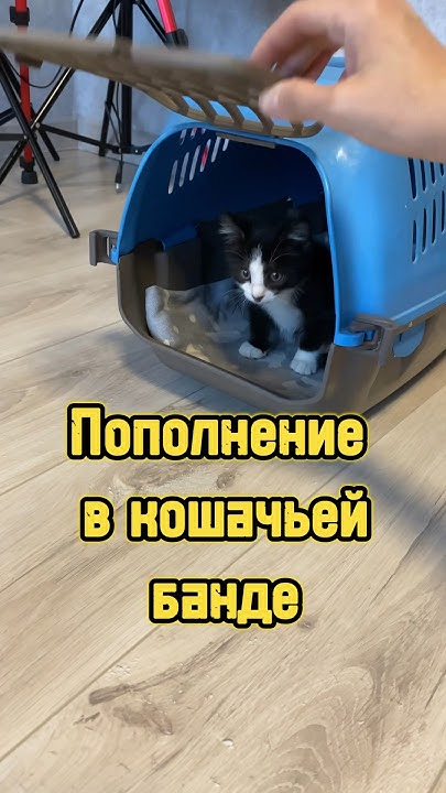 Пополнение в кошачьей банде 🐾 #питомцы #котики #котенок #cat #кошка ...