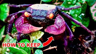 How to keep Vampire Crabs - Ultimate Care Guide for Geosesarma dennerle