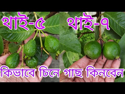 ভিডিও: থাই খাবারের বৈশিষ্ট্য