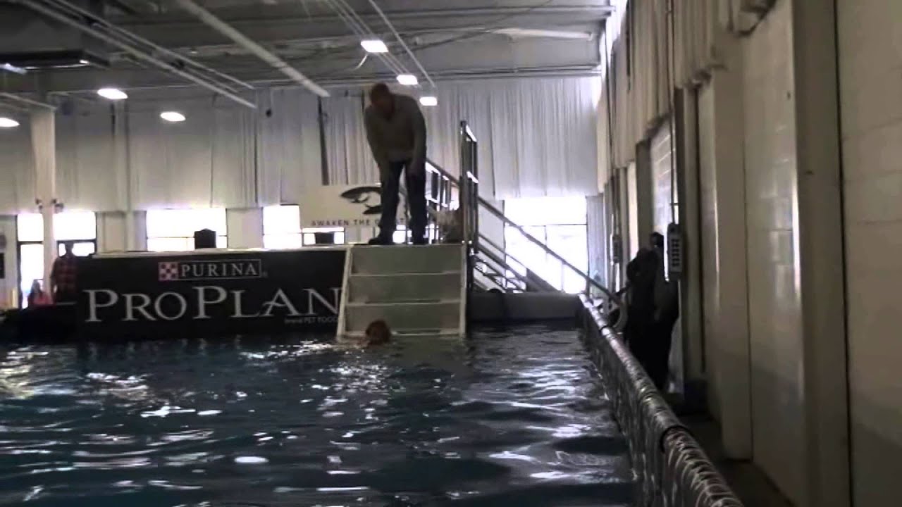 Philly dog show dock diving Nov 2012 YouTube