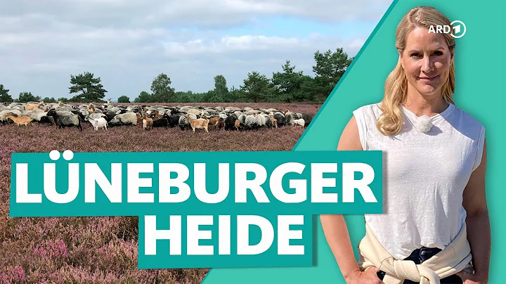 Lneburger Heide  Urlaub und Entspannung zwischen H...