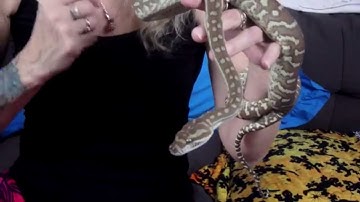 Handling My Defensive Snake Tessa (getting there)