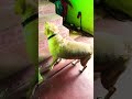 Bani Chaya Uparaku Jibani Kohuchi Labrador Labchannel Dog Petshub Dogbreed Funny Pets