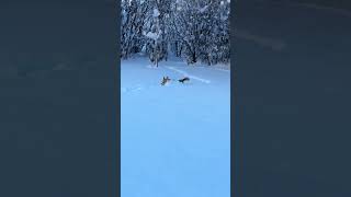 Lizzy the Corgi Snow Plow π #corgi
Watch Lizzy the Corgi in action as she takes on the snow in her own special way. This adorable corgi is determined to clear the way, and her antics will leave you smiling. With her little legs moving a mile a minute, Lizzy shows that even the smallest creatures can make a big impact. Whether shes plowing through drifts or making snow angels, Lizzys joy is infectious. If youre looking for a pick-me-up on a cold winters day, look no further than this lovable corgi and her snow-plowing adventures. Get ready to laugh, smile, and fall in love with Lizzys charming personality. Lizzy the Corgi Snow Plow π #corgi