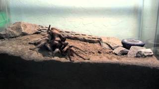 Arizona Blonde Trantula Breeding
