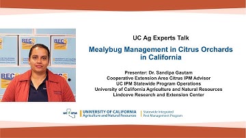 UC Ag Experts Talk: Mealybug Management in Citrus Orchards in California