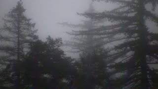 mage tears - a fern leaf | lyrics/subtitulado