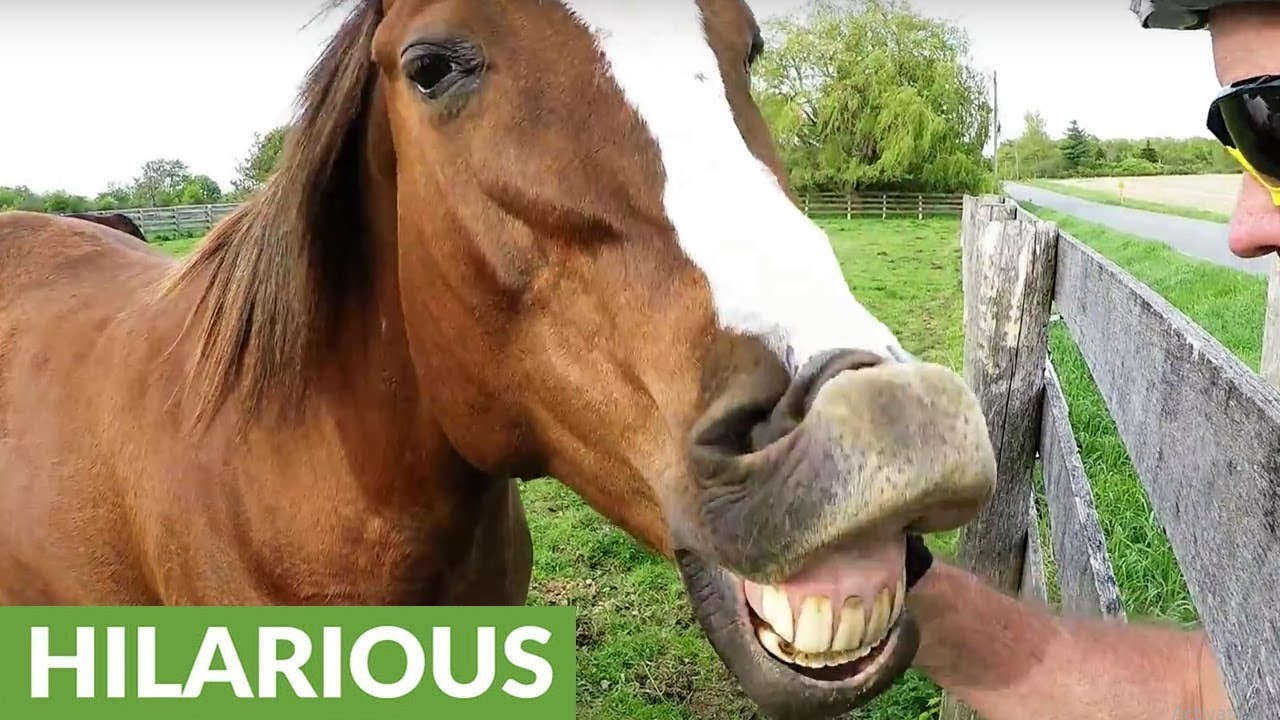 Funny Horse Faces