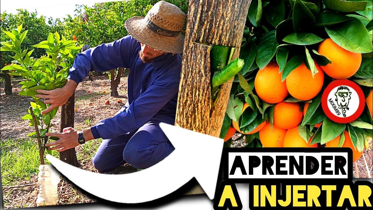 🍊INJERTOS en CÍTRICOS🍋 Cómo Injertar NARANJOS y LIMONEROS en 5 Sencillos Pasos by mixim89