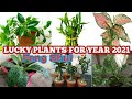 LUCKY PLANTS FOR THE YEAR 2021(FENG SHUI)