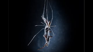 Spiders Fight to the Death!  White Tail vs DaddyLongLegs.