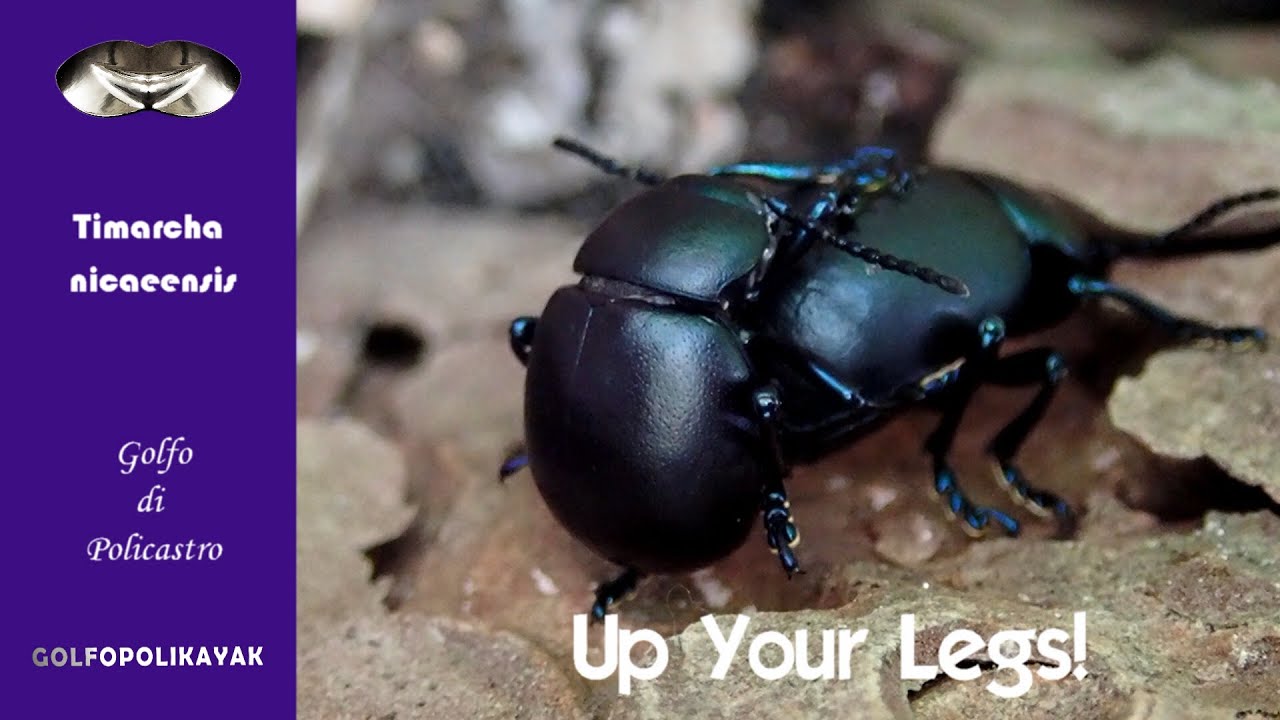 Timarcha nicaeensis: Up Your Legs!