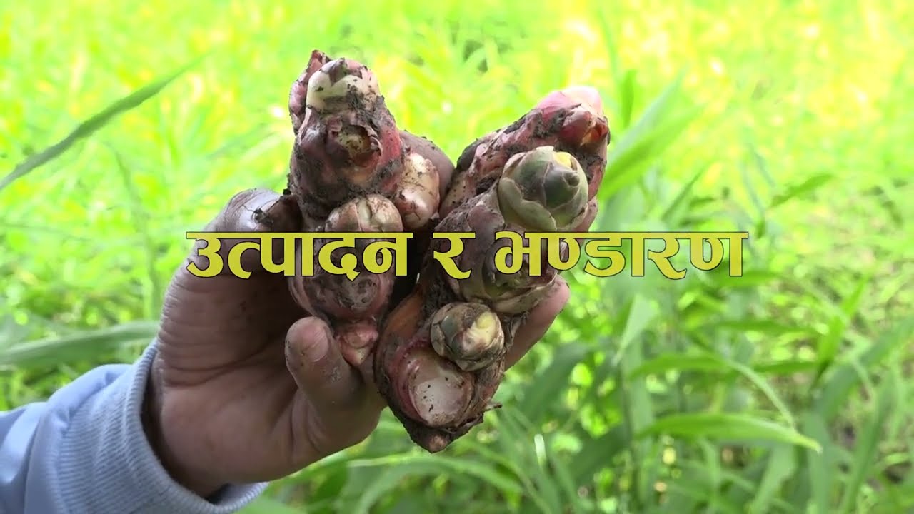 अदुवा खेती प्रविधि