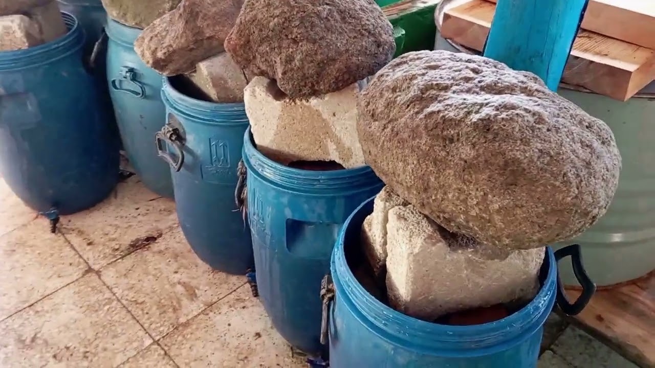 Mutlu Yorgunluk (Sine Safta 2025 hasatı)