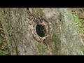 29 min of spring, woods, & peace | gentle walk, light chats, baby laughter, appalachia exploration