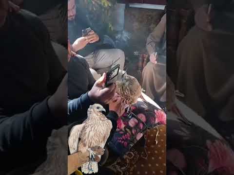 طير الموسم طرح الحماد منطقه جيرود سوريا 18 نوفمبر 2025 مقاس 17 17 بيع 60 الف دولار التغطيه Birds