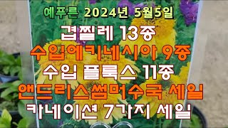 24년5 5) 찔레 겹에키네시아 플룩스 앤드리시스썸머수국세일