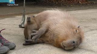 Little Capybara Loves to Play, Big Capybara Looks Blissful 赤ちゃんカピバラは幸せな大人のカピバラを再生するのが大好き