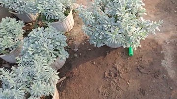 Bán cây cúc mốc giống ship toàn quốc 0977973535