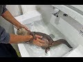 Washing Aty's body [Otter life Day 134] アティの沐浴