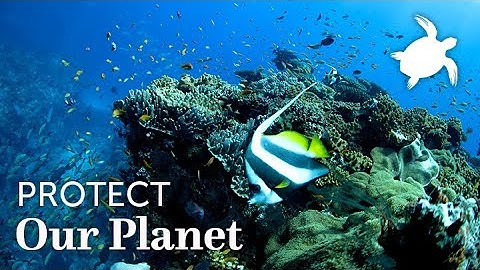 Leaving our Oceans a Better Place | Oceans Without Borders | Marine Conservation