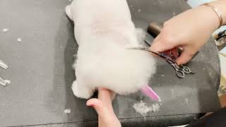 How to Sculpt a Heart Shaped Tail Dog Grooming Tutorial