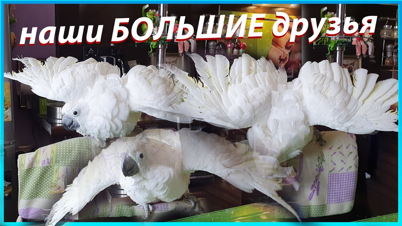 ПОПУГАЙ, КАКАДУ АЛЬБА ИГРАЕТ, Большой белый попугай