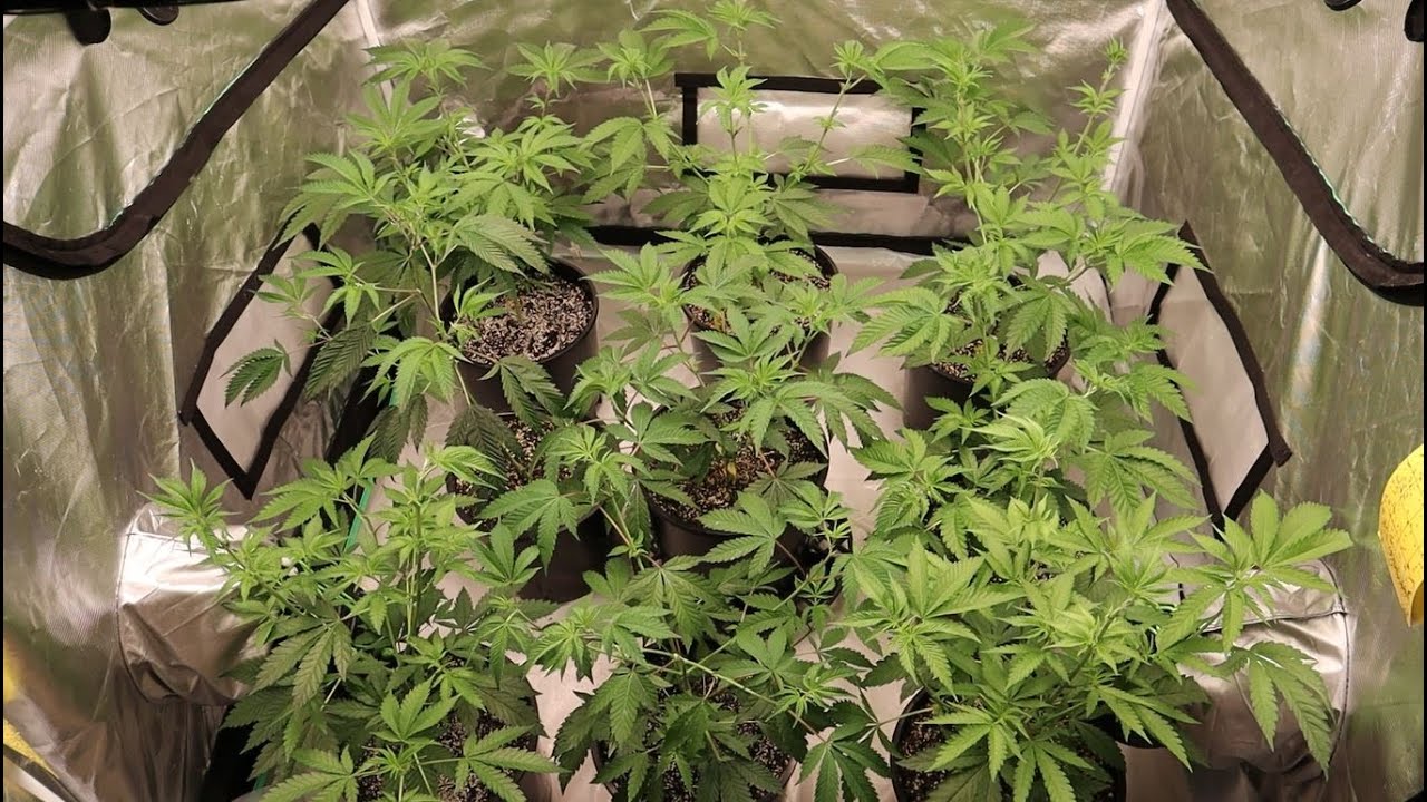 Exotic Genetix Red Pop Pheno Hunt Start of Flower!