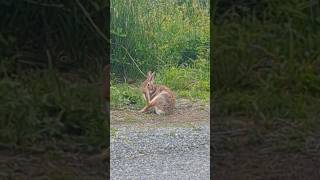 the Rabbit got a bad itch #easterncottontail #wildrabbits #spring2024