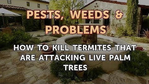 How to Kill Termites That Are Attacking Live Palm Trees