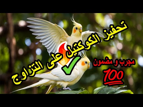 Cockatiel Sounds Pied Cockatiel Singing Sounds Tono Cockatiel Calls Natural Song Happy