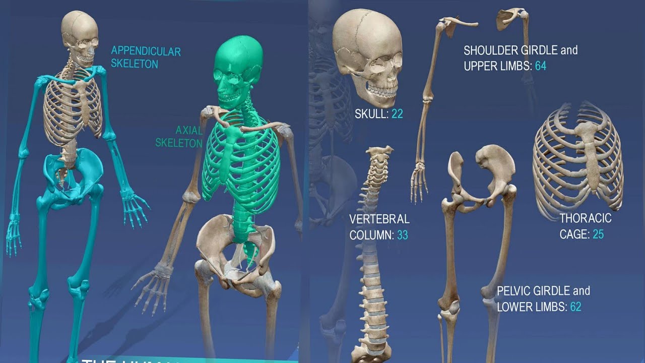 Human Skeleton system in urdu - YouTube